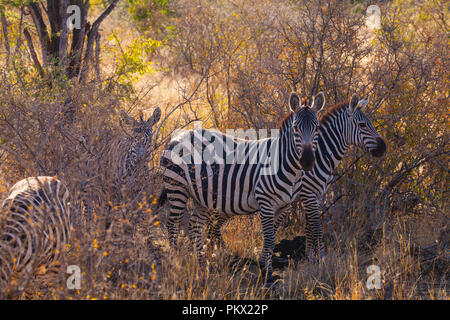 Zebras in the savanna of Tsavo East, Kenya Stock Photo