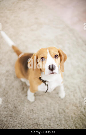 One dog sitting on carpet above top view and looking in camera Stock Photo