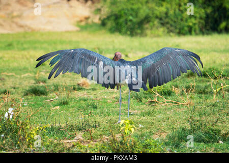 Marabou Stork, Leptoptilos Crumenifer, Wings Spread, Wingspan, Uganda, East Africa Stock Photo