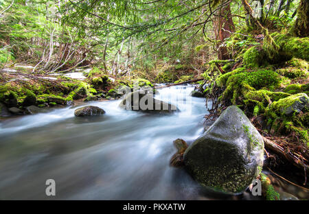 McRae Creek flows through the lush and mossy HJ Andrews Experimental Forest in central Oregon. Stock Photo