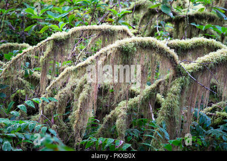 Dense moss clings to a vine maple (Acer circinatum) in an old growth forest in the HJ Andrews Experimental Forest, Oregon. Stock Photo