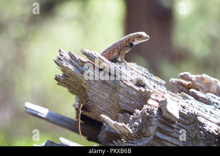 A western fence lizard (Sceloporus occidentalis) basks in the sun on a piece of wood in Smith Rock State Park, Oregon. Stock Photo