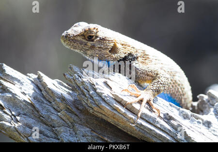 A western fence lizard (Sceloporus occidentalis) basks in the sun on a piece of wood in Smith Rock State Park, Oregon. Stock Photo