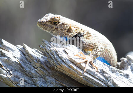 Red Cliffs Desert Reserve » Western Fence Lizard (Sceloporus occidentalis)