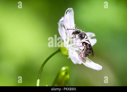 A bee collects pollen from a candy flower (Claytonia sibirica) in Oregon.