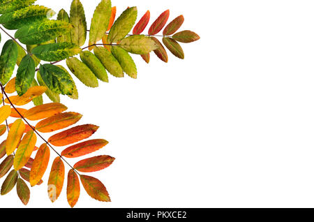 Composition from four bright multi-colored leaves of ashberry painted in a palette of autumn colors, close-up, isolated on a white background Stock Photo