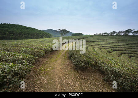 Tea field on the hill in Moc Chau, Vietnam. Stock Photo