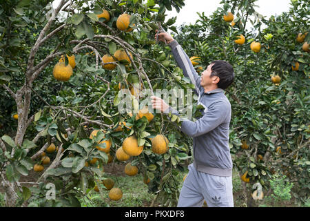 A farmer is taking care of grapefruit tree in his orchard in Nghe An ...