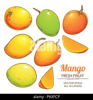 mango fruit vector isolated on white background Stock Vector