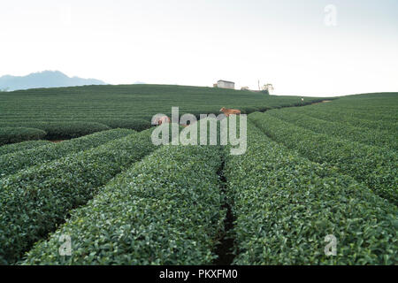 Tea field on the hill in Moc Chau, Vietnam. Stock Photo