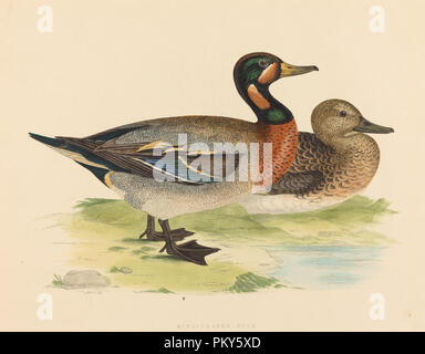 Bimaculated Duck. Dated: 1855. Medium: color lithograph. Museum: National Gallery of Art, Washington DC. Author: British 19th Century. Stock Photo