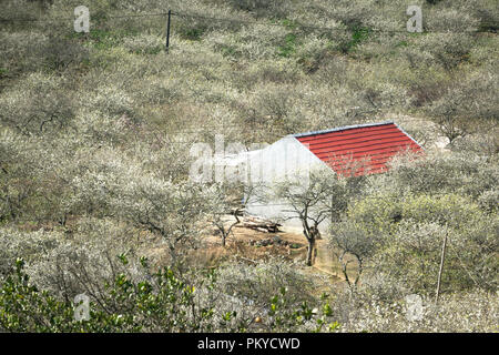 Beautiful scenery of plum blossom forest in Moc Chau plateau of Son La province, Vietnam Stock Photo