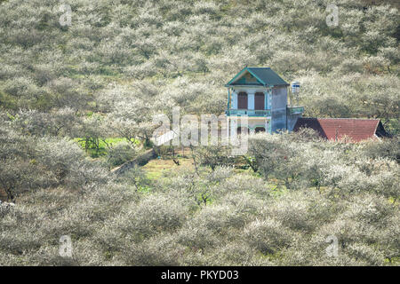 Beautiful scenery of plum blossom forest in Moc Chau plateau of Son La province, Vietnam Stock Photo