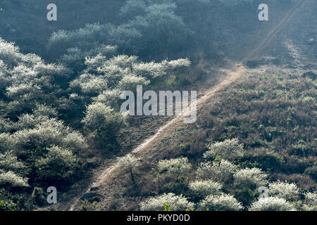 Beautiful scenery of plum blossom forest in Moc Chau plateau of Son La province, Vietnam Stock Photo