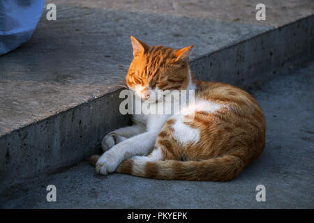 Orange and White Colored Cat Sleeping At Street Stock Photo