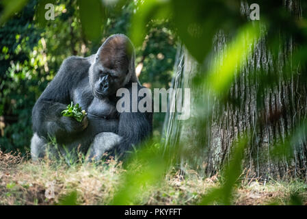 Large silverback western lowland gorilla sitting down to eat at Zoo Atlanta in Atlanta, Georgia. (USA) Stock Photo