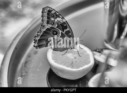 Morpho peleides, aka Peleides blue morpho or common morpho is a tropical butterfly. Here showing underside of its wings, while eating from an orange Stock Photo