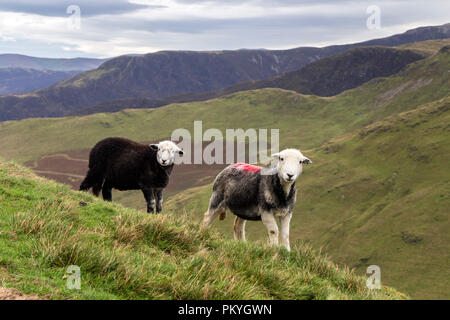 Herdwick Ewe with her Lamb on Knott Rigg Lakeland Fell, Lake District, Cumbria, UK Stock Photo