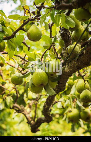 Ripe green pears on tree.