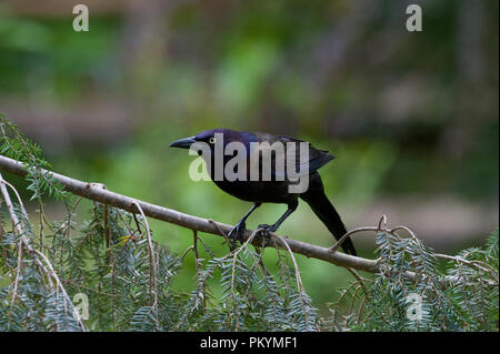 Boat-tailed Grackle :: Quiscalus mexicanus Stock Photo