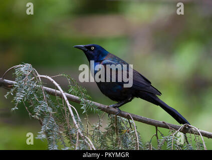 Boat-tailed Grackle :: Quiscalus mexicanus Stock Photo