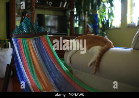 lazy cat at home Stock Photo