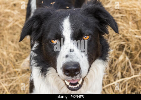 Border collie outdoors looking at camera close up Stock Photo