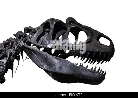 Portrait of a tyrannosaurus rex's skull isolated on white background. T-rex is a carnivore dinosaur lived in cretaceous era Stock Photo