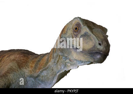 Velociraptor isolated on white background Stock Photo