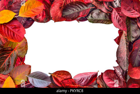 Bright colorful frame  of Aronia melanocarpa (Chokeberry) autumn leaves close up on white background isolated. Fall foliage vivid autumnal background Stock Photo