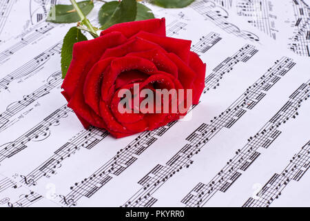 Rose with dew on musical sheets. Stock Photo