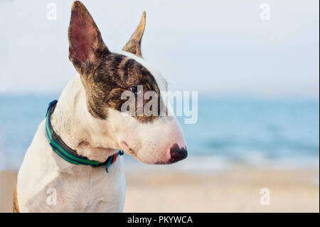 Spotted deals bull terrier