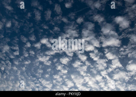 Altocumulus clouds above the Sussex countryside on a mid-summer evening. Stock Photo