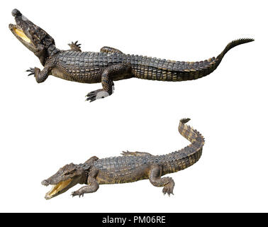 collection of crocodiles isolated on white background. A young crocodile. Stock Photo