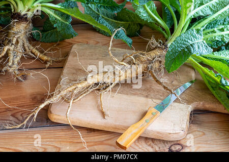 Whole wild teasel root on a table Stock Photo