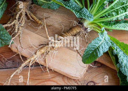 Whole wild teasel plant and root on a table Stock Photo