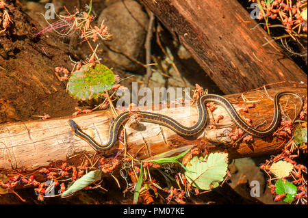 A garter snake suns itself on a half submerged log in a creek. Stock Photo