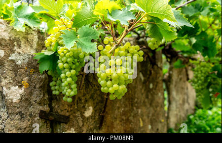 Grapes on an old wall in an English country village, United Kingdom Stock Photo