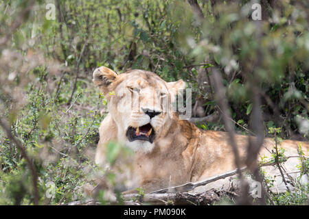 Lion resting in the midday heat in Serengeti Africa, Tanzania Stock Photo