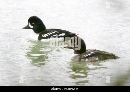 Barrow's Goldeneye, male on Mud Lake, Blue River, British Colombia, Canada, 28th May 2011. Stock Photo