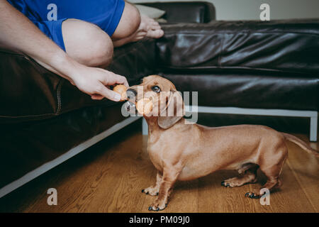 Smooth brown miniature dachshund playing with the owner at home. Stock Photo