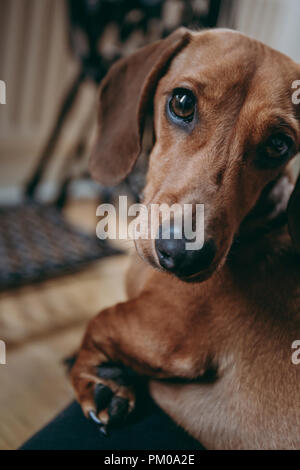 Close up portrait of a brown smooth hair dachshund, sitting on owners lap, looking at the camera. Stock Photo