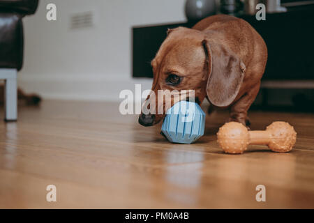 Smooth brown miniature dachshund playing with a rubber toy on the floor at home. Stock Photo