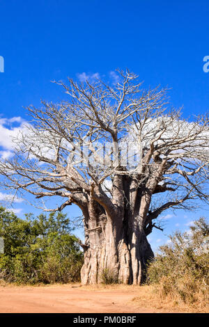 A landscap photograph of a giant Boabab tree in bright sunshine and with lovely background blue skies. The gravel or corrugated road leads the viewer Stock Photo
