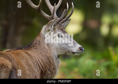 Close up headshot of a male red deer Cervus elaphus showing a large set of antlers and thick winter coat Stock Photo