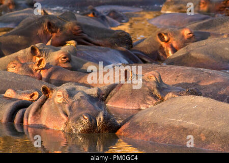 The Ikuu Pools are one of the greatest concentrations of hippo in Africa, Stock Photo