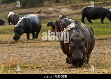 Whiulst hippo are highly social contact animals during the day when they rest in the ricver, pools or swamps at nighttime they dospers to become solit Stock Photo