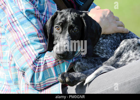 a man in a plaid blue jacket is holding a small black puppy german shorthaired pointer, kurtshaar,  dog has sad and frightened eyes, seeks protection