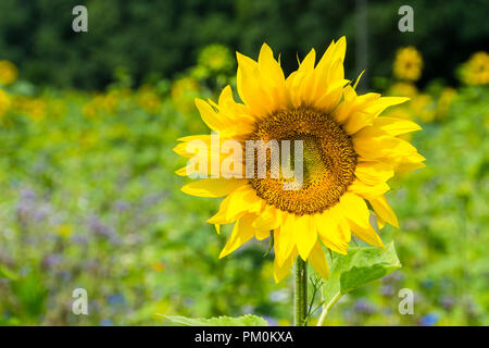 Yellow ripe sunflower plant blooming in summer with sun Stock Photo