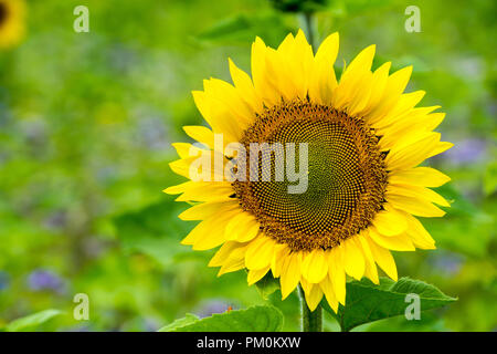 Huge yellow sunflower blooming beautiful in summer sun Stock Photo